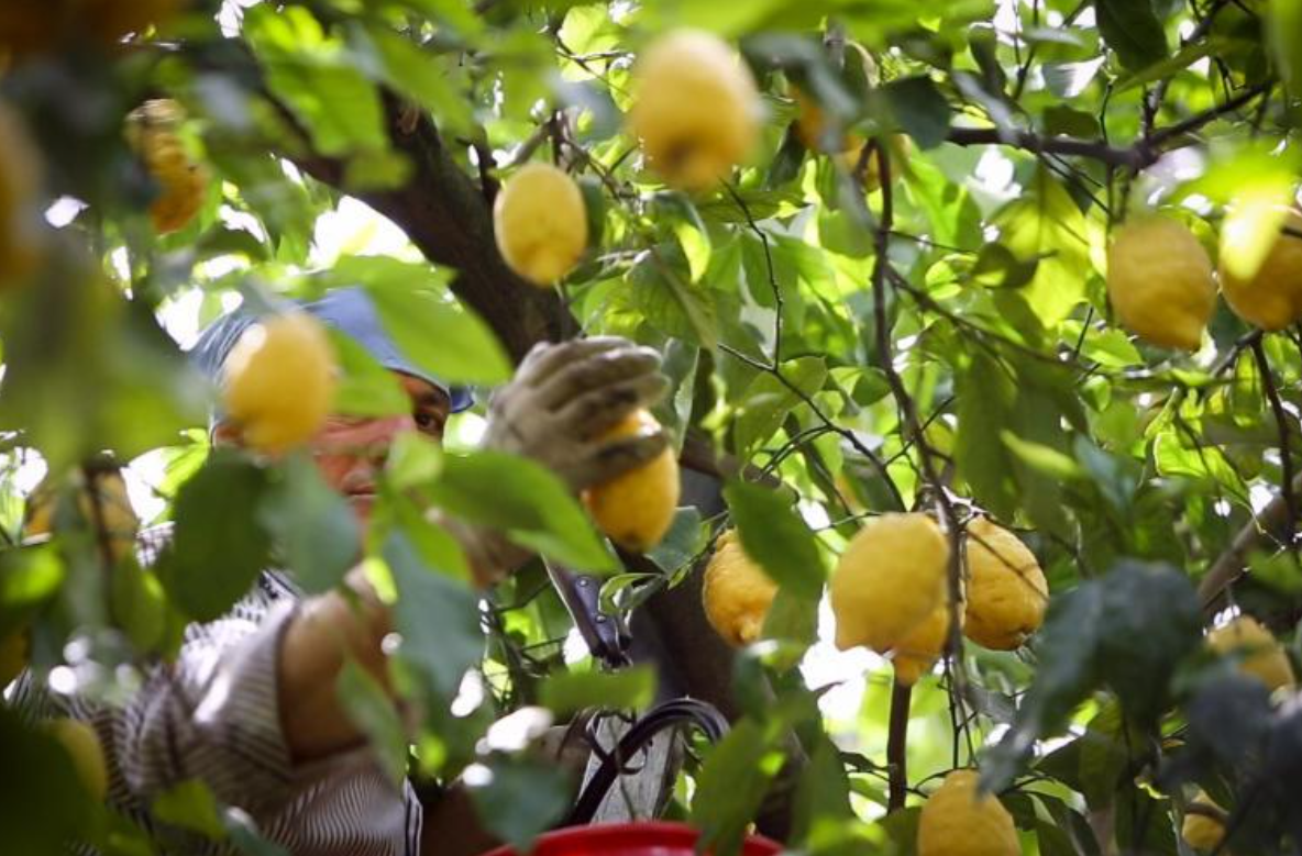 Limoni in Festa 2026 a Massa Lubrense